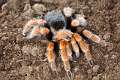 Theraphosidae_7676