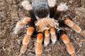 Theraphosidae_7685