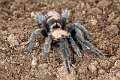 Theraphosidae_7709