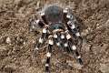 Theraphosidae_7713