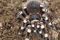 Theraphosidae_7715
