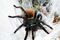 Theraphosidae_7719