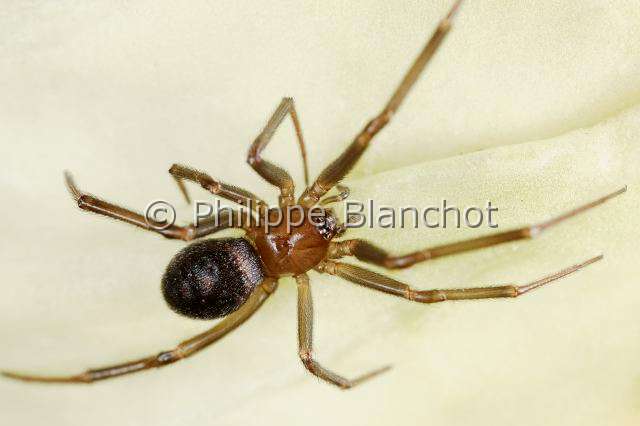 Theridiidae_7234.JPG - France, Paris (75), Araneae, Theridiidae, Veuve des villes (Steatoda grossa), jeune, False black widow or Cupboard spider
