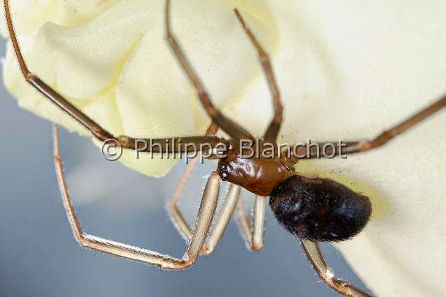 Theridiidae_7266-1.JPG - France, Paris (75), Araneae, Theridiidae, Veuve des villes (Steatoda grossa), jeune, False black widow or Cupboard spider