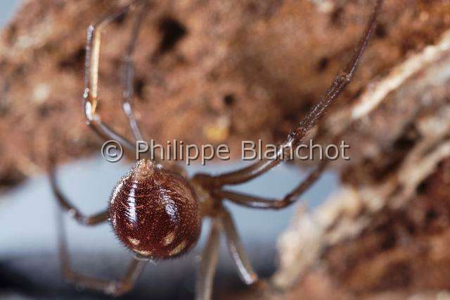 Theridiidae_7269.JPG - France, Paris (75), Araneae, Theridiidae, Veuve des villes (Steatoda grossa), femelle, False black widow or Cupboard spider
