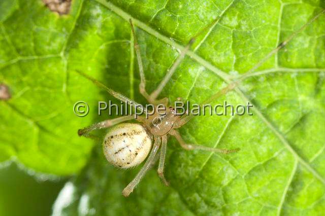 Theridiidae_8842.JPG - France, Araneae, Theridiidae, Araignée, Théridion (Enoplognatha ovata), portrait d'une femelle, Candy stripe spider