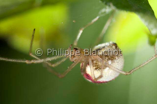 Theridiidae_8857.JPG - France, Araneae, Theridiidae, Araignée, Théridion (Enoplognatha ovata), portrait d'une femelleCandy stripe spider
