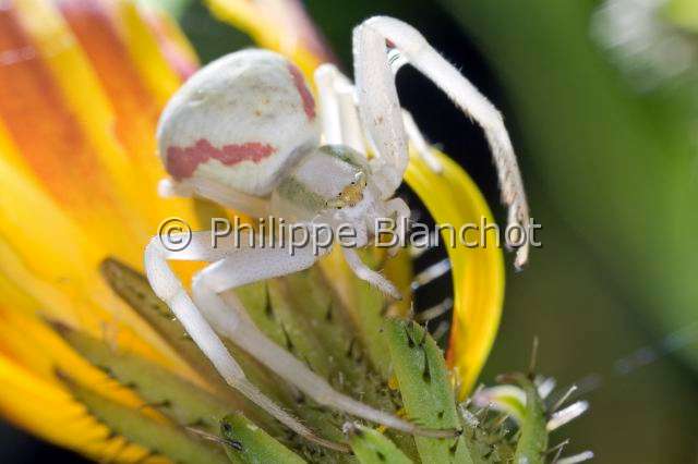 Thomisidae_1521.JPG - France, Araneae, Thomisidae, Thomise variable ou Araignée-crabe des fleurs (Misumena vatia), forme blanche, Goldenrod crab spider or Flower crab spider