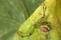 Thomisidae_0425