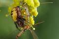 Thomisidae_1252