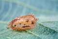 Thomisidae_1295