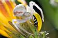 Thomisidae_1521