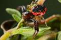 Thomisidae_3502