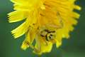 Thomisidae_4294