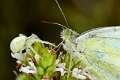 Thomisidae_5184