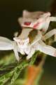Thomisidae_5703