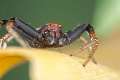 Thomisidae_8413
