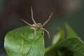 Thomisidae_9406