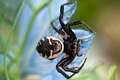 Thomisidae_9657
