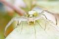Thomisidae_9670