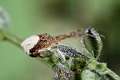 Thomisidae_9923