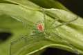 Thomisidae_9962