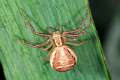 Thomisidae_xysticus-2