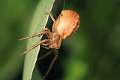 Thomisidae_xysticus-3