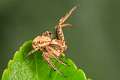 Thomisidae_xysticus