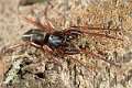 Trachelidae_3697