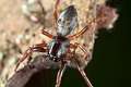 Trachelidae_3713