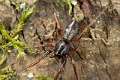 Trachelidae_3717