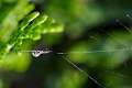 Uloboridae_4645