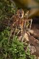 Zoropsidae_0761