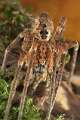 Zoropsidae_0779