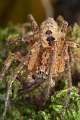 Zoropsidae_0865