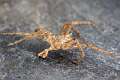 Zoropsidae_4885