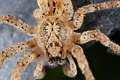 Zoropsidae_4920