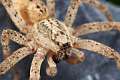 Zoropsidae_4925