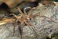 Zoropsidae_zoropsis-3