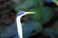 heron