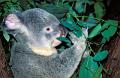 koala