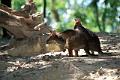 wallaby